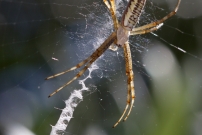 L'Argiope frelon ou Argiope fascie. Une femelle immature (Araneae - Araneidae - Argiope bruennichi)